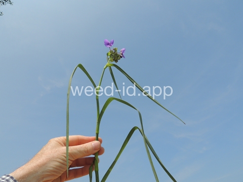 spiderwort, common